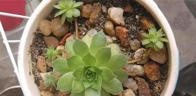 从零开始，打造强大的我叫MT2平民角色（如何有效提升我叫MT2平民角色的实力）  第1张