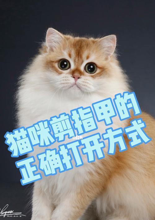 让猫自愿剪指甲的方法（简单易行的猫咪指甲修剪技巧）  第1张
