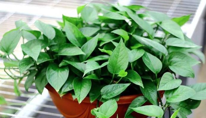 打造绿意盎然的客厅——以水培植物为主题的室内装饰（客厅装饰新潮流——水培植物的迷人魅力）  第1张